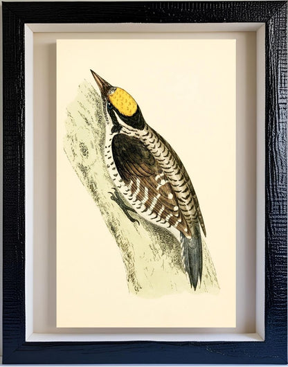 Three-Toed Woodpecker