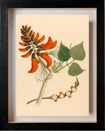 Erythrina Caffra