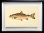 The Rainbow Trout (Adult Male) Salmo-Irideus