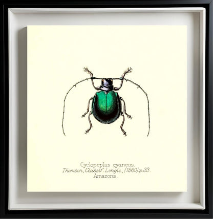 Cyclopeplus Cyaneus