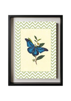 Papilio Menelaus
