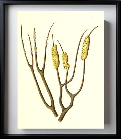 Gorgonia dichotoma