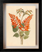 Erythrina, Nov. Specie (Erythrina Humeana)