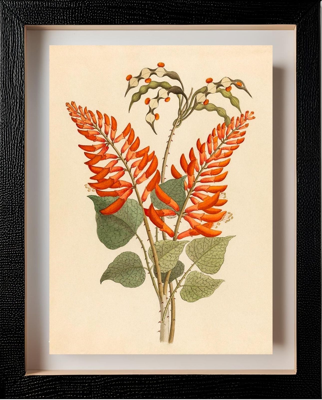 Erythrina, Nov. Specie (Erythrina Humeana)