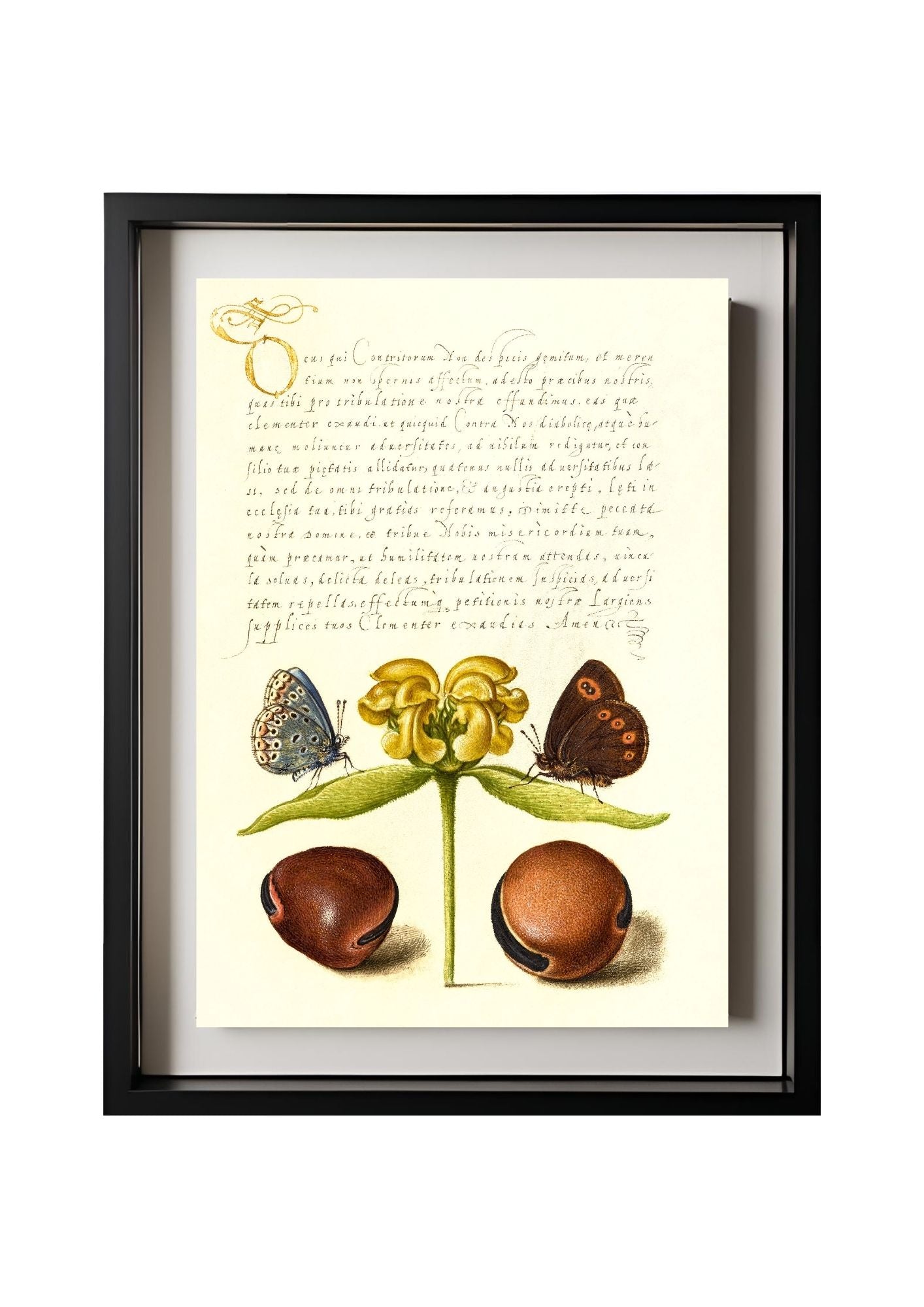 Moths, Jerusalem Sage, and Beans