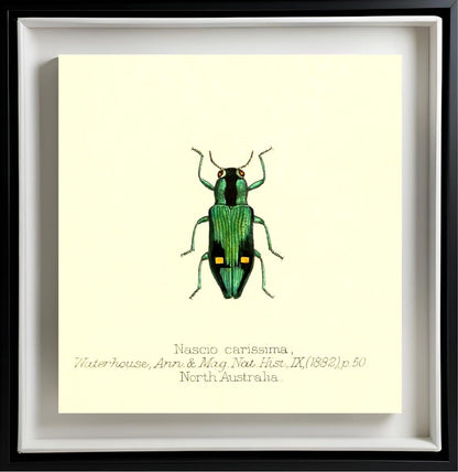 Nascio Carissima