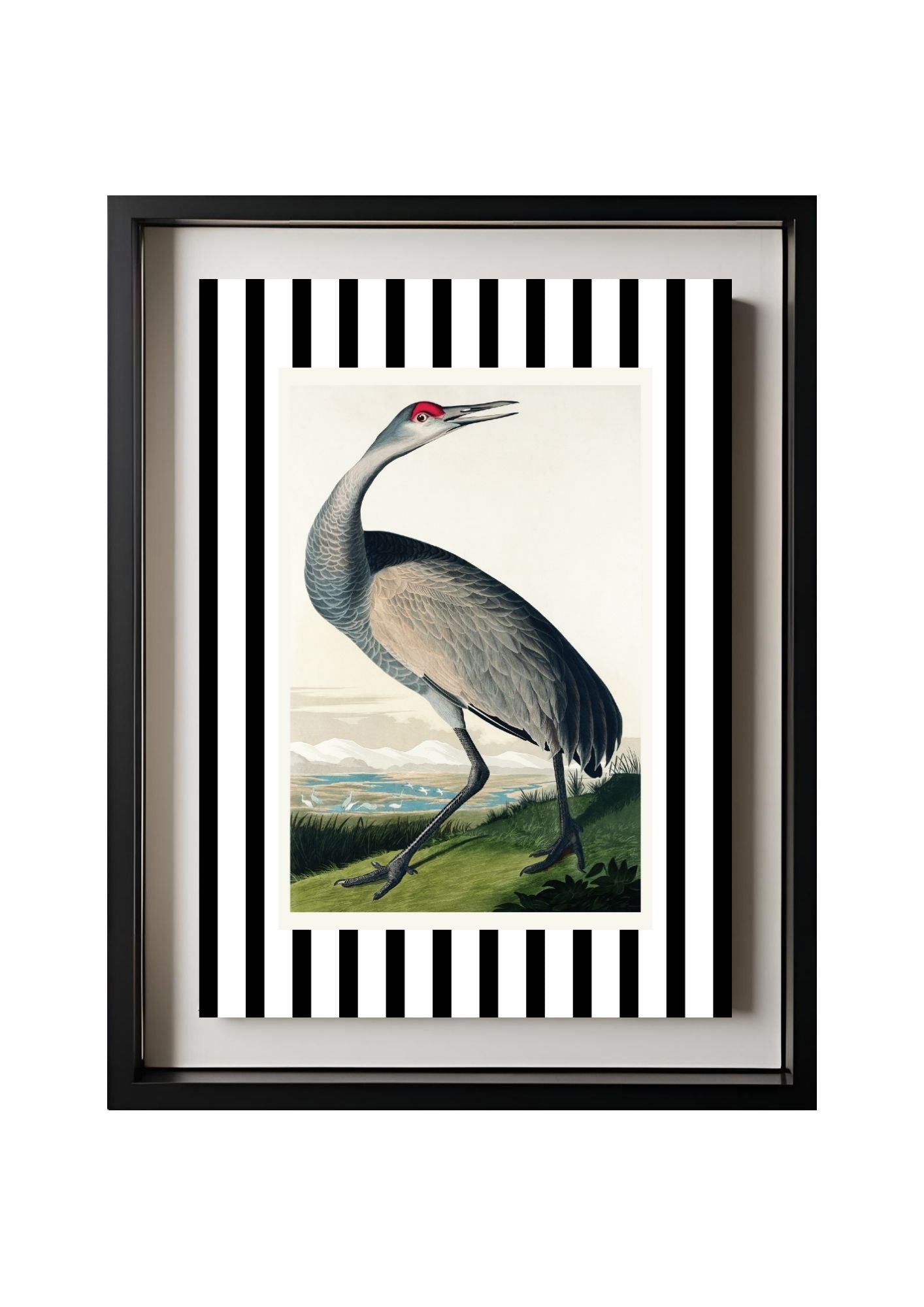 Hooping Crane