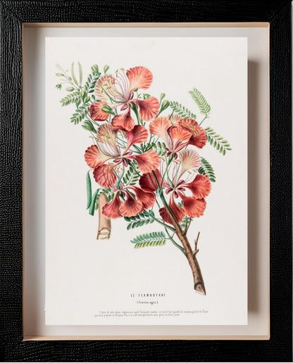 Le Flamboyant (Poinciana Regina)