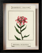 Bulbiferous Coral-Wort