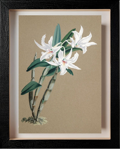 Dendrobium Eburneum