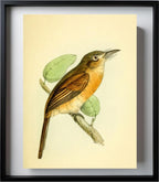 Red-breasted Puff Bird