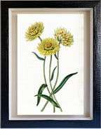 Two-coloured Elichrysum