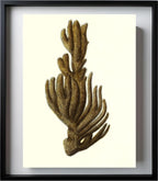 Spongia ftupola