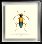 Pachyteria Hugeli
