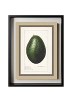 Avocado Persea