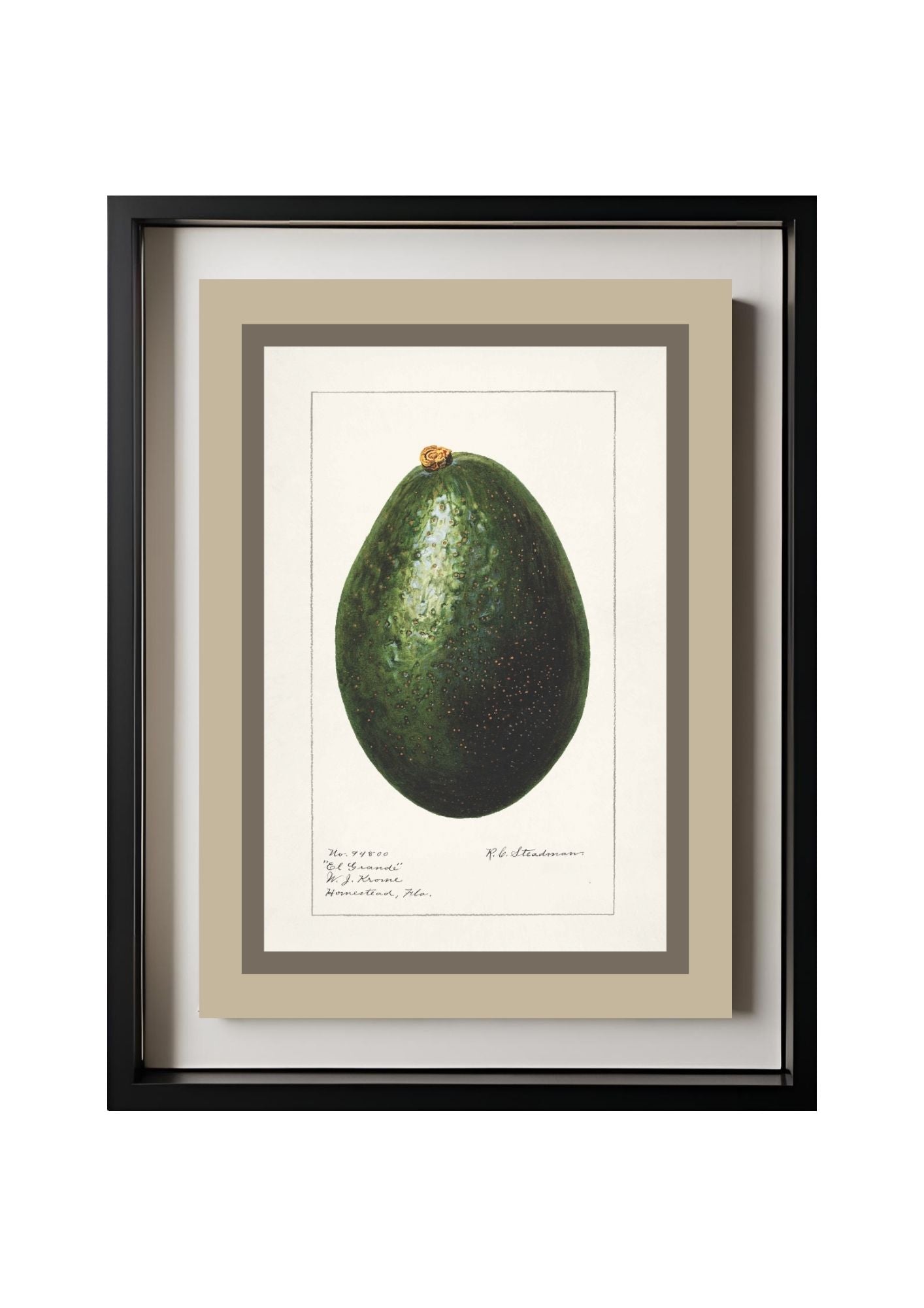 Avocado Persea