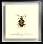Cydianirus Ornatus