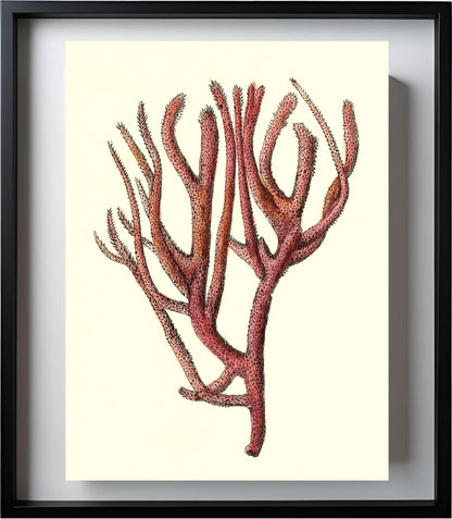 Spongia rubicunda