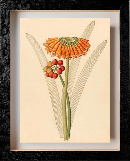 Cyrtanthus (Clivia Nobilis)