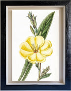 Large-Flowered Biennial Evening Primrose