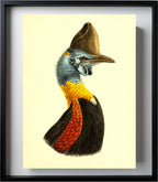 Casuarius Uniappendiculatus Occipitalis