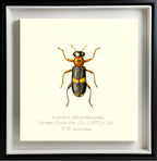 Lemidia Obliquefasciata