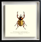Brachysiderus Quadrimaculatus