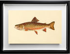 The Brook Trout (Adult Male) Salvelinus-Fontinalis