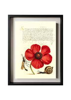 Terrestrial Mollusk, Poppy Anemone, and Crane Fly