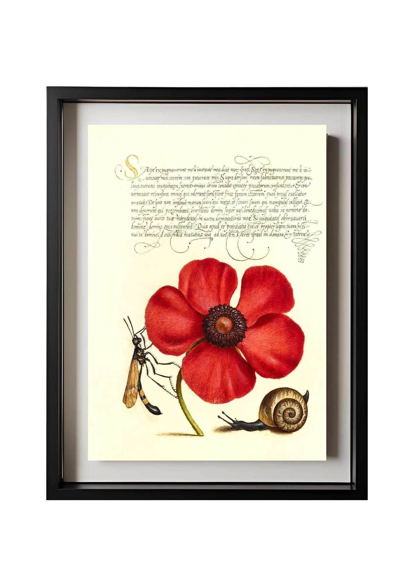 Terrestrial Mollusk, Poppy Anemone, and Crane Fly