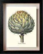 Italian artichoke head