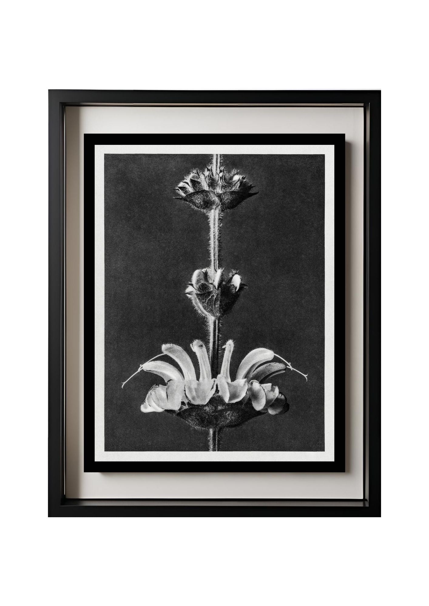 Salvia argentea (Silver Sage)