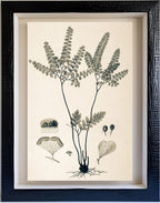 Adiantum Amoenum