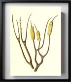 Gorgonia dichotoma