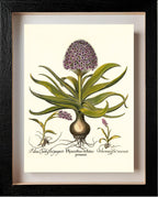 Peruvian squill, Pink spotted wild orchid, et al