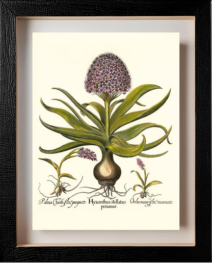 Peruvian squill, Pink spotted wild orchid, et al