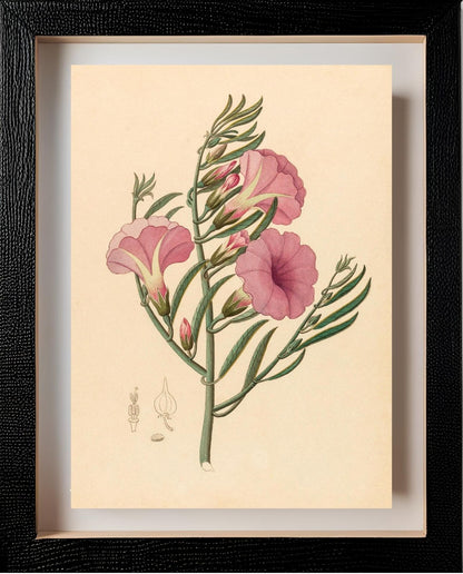Convolvulus (Ipomoea Oenotheroides)