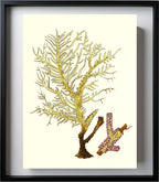 Gorgonia petechizans