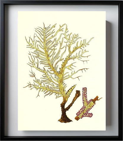 Gorgonia petechizans