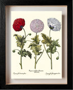 Double-flowered variegated garden poppy, et al