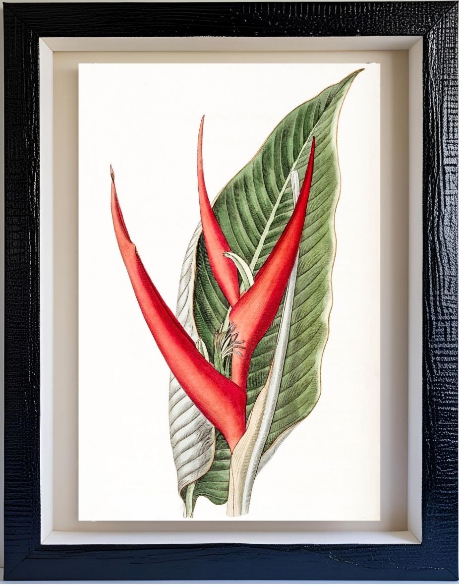 Powdered Heliconia