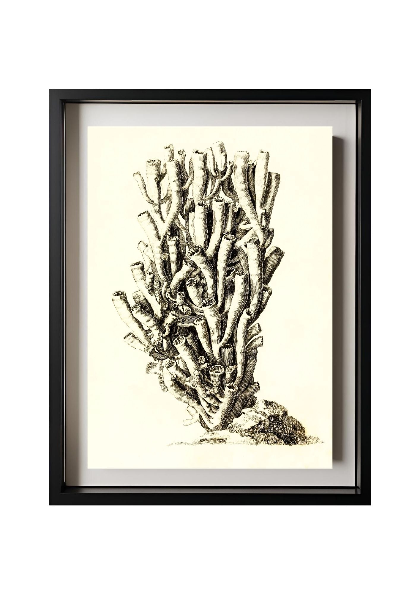 Caryophyllia antophyllum