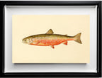 The Sunapee Trout (Adult Male) Salvelinus-Aureolus