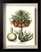 Crown-imperial fritillary