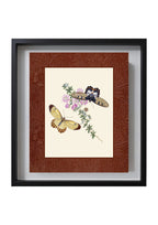 Papilio harmonia; Papilio crefsida