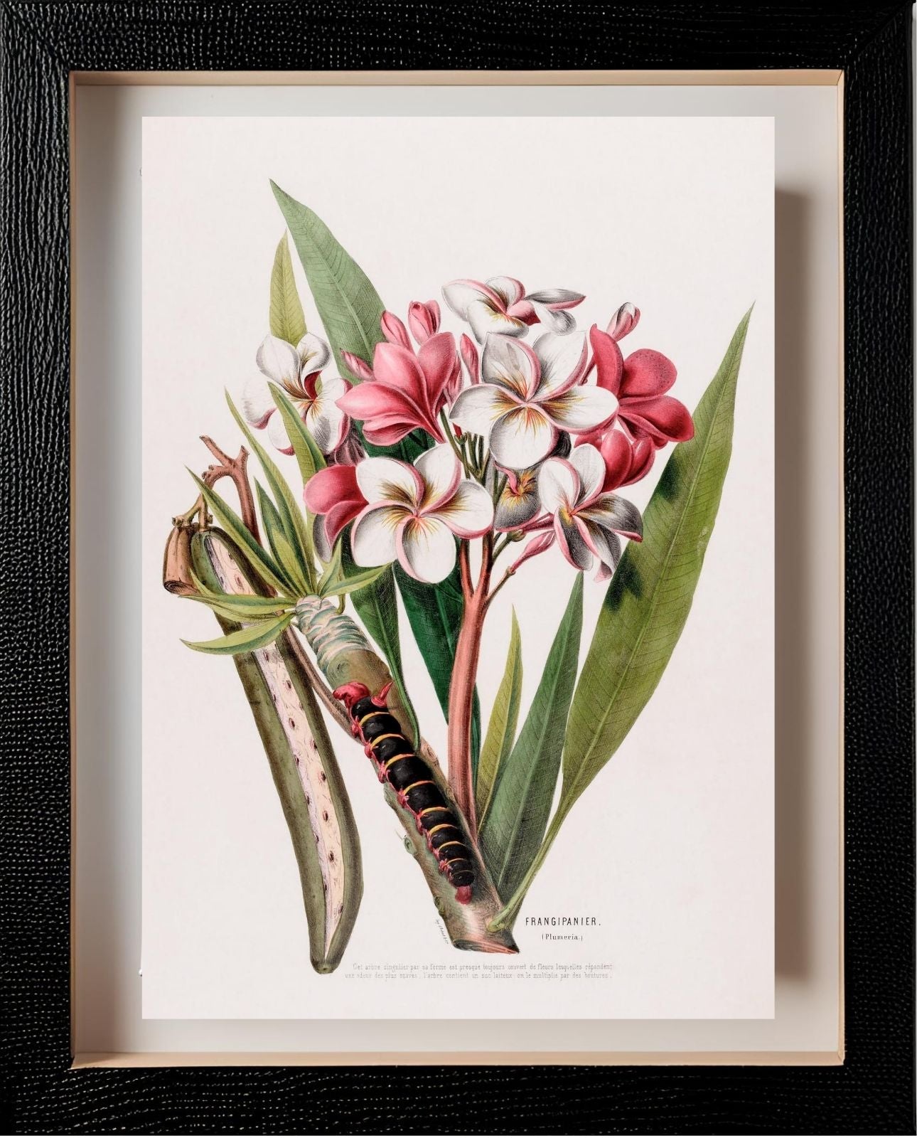 Frangipanier (Plumeria)