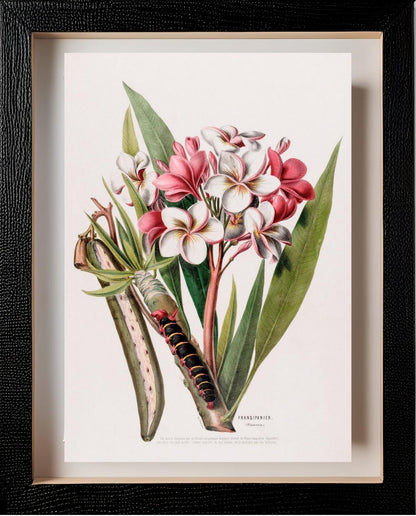 Frangipanier (Plumeria)