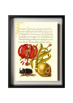 Scarlet Turk’s Cap, Rhinoceros Beetle, and Pomegranate