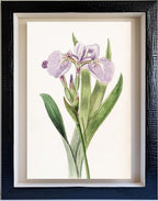Bristle-Tipped Iris