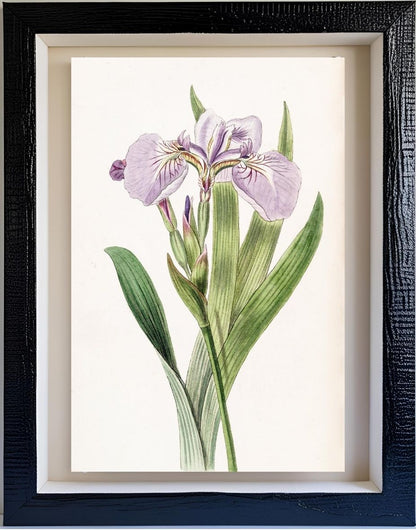 Bristle-Tipped Iris